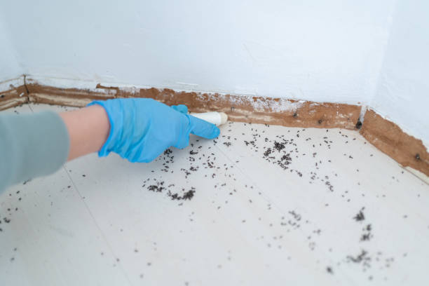 Best Termite Control Services  in Wheaton, MN